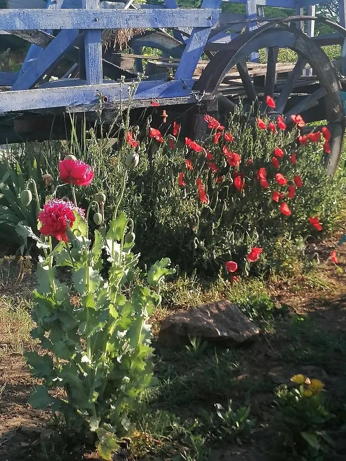 Frühstückspension La Fee Viviane Et Michel L'Enchanteur Robion en Luberon